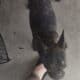 Rehoming Male and Female Frenchie pair