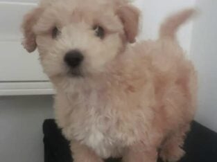 Cute Male Maltipoo