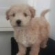 Cute Male Maltipoo