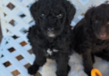 Poodle