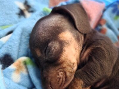 Mini Dachshund