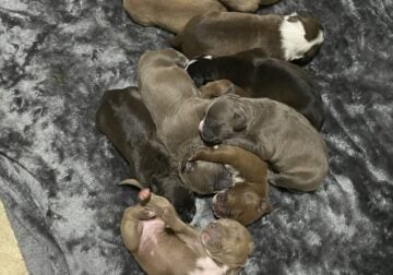 American Pitbull Puppies
