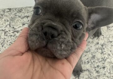 AKC French Bull Dogs For Sale