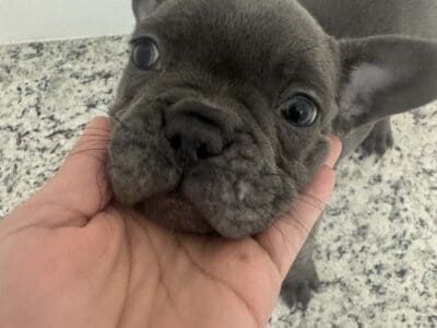 AKC French Bull Dogs For Sale