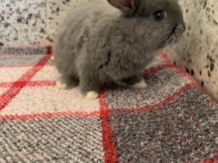 Gray Rabbit