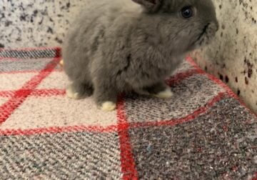 Gray Rabbit