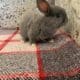 Gray Rabbit