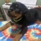 AKC Rottweiler Puppies