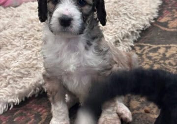 F1B Standard Bernedoodles