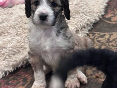 F1B Standard Bernedoodles