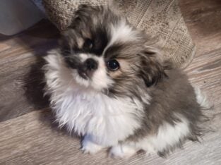 Pekingese/yorkie mix