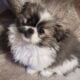Pekingese/yorkie mix