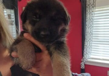 German shepherd puppies