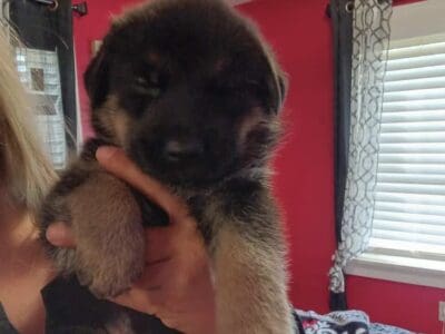 German shepherd puppies