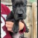 Sage The Great Dane