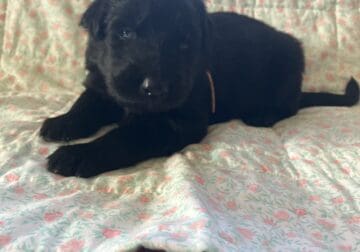 German Shepard puppies