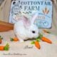 Holland lop x mini plush lop bunnies