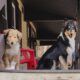 Meet CHAI Rough Collie Puppy 8 weeks