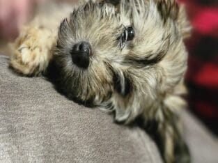 AKC Havanese puppies