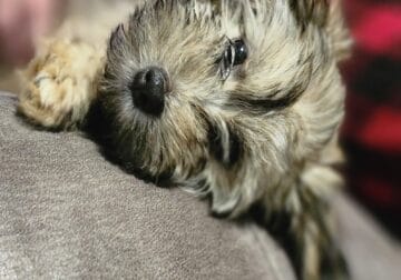AKC Havanese puppies