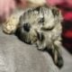 AKC Havanese puppies