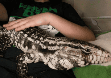 ARGENTINE TEGU+Cage and lighting fixtures for sale