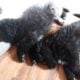 Newfoundland puppies