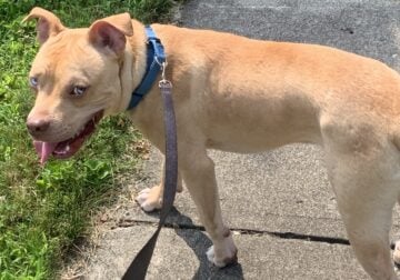 Kori Blue eyed pit