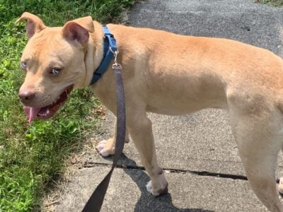 Kori Blue eyed pit
