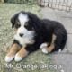 Adorable Bernese Mountain Puppies