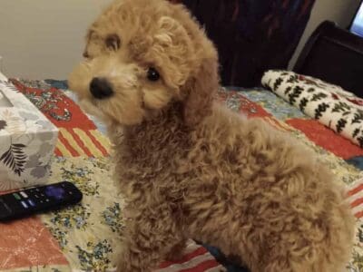 Mini Goldendoodle puppy