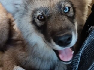 AKC Siberian Husky Gale
