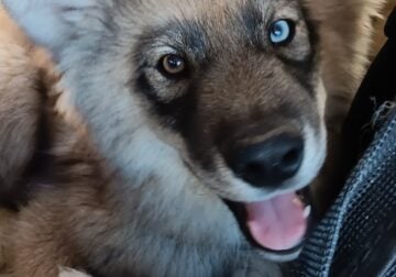 AKC Siberian Husky Gale