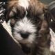 Prince Charming – Chinese Crested Powderpuff