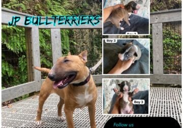 Bullterries
