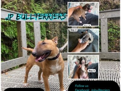 Bullterries