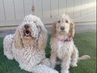 Goldendoodle puppies