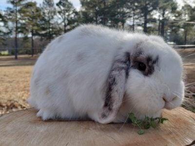 Female Holland Lop