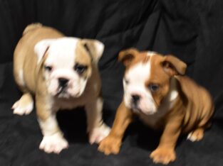 English bulldog
