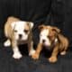 English bulldog