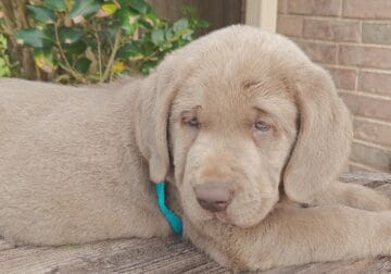 AKC English Silver Labs