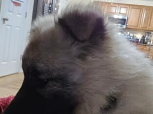 Keeshond