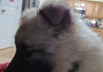 Keeshond