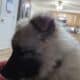 Keeshond