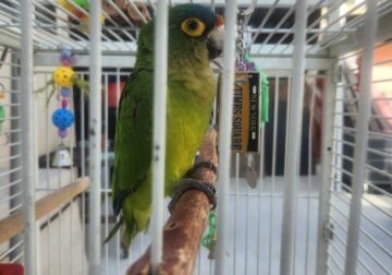 Orange – Fronted Parakeet