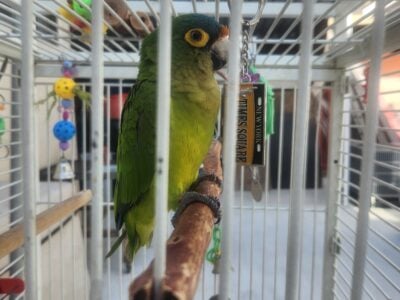 Orange – Fronted Parakeet
