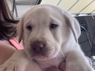 Lab puppy