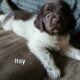AKC Landseer Newfoundland Puppies