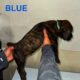 Cane Corso Puppies