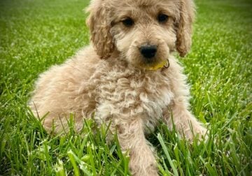 “Jazzy” Female Mini Goldendoodle